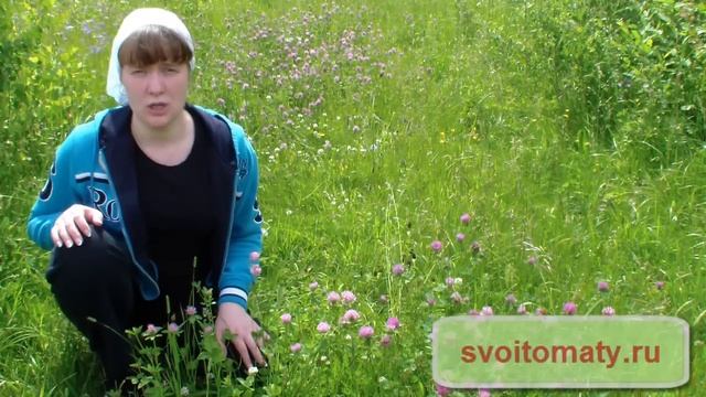 Клевер луговой. Лекарственные травы и растения. смотреть онлайн