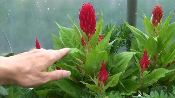 Growing Fresh Look Red Celosia, Fresh Look Celosia Variety Review