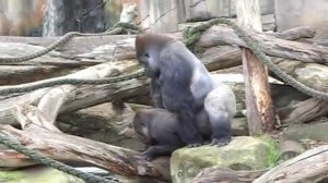 Gorillas mating at Taronga Zoo