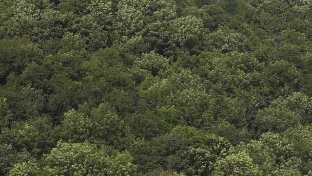 Unizh Trees. Dnister Canyon / Дерева Уніж. Дністровський каньйон смотреть онлайн