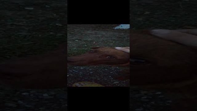 моноколесо