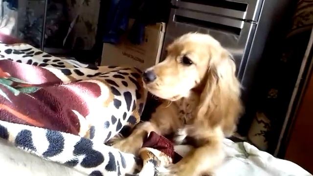 Проситься на кровать смотреть онлайн