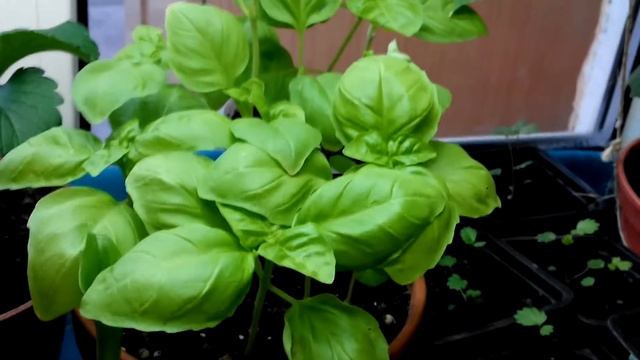 Базилик на подоконнике. Зимний огород 18.11.15 смотреть онлайн