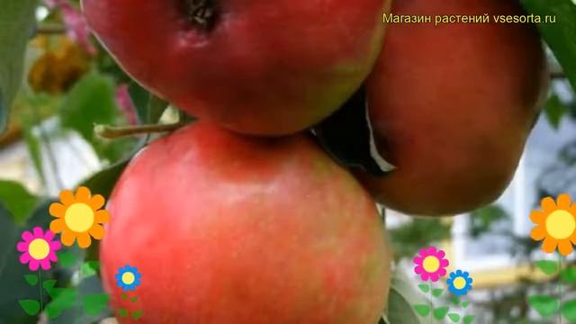 Яблоня Июльская Черная. Краткий обзор, описание характеристик malus domestica Iyul'skaya chernaya смотреть онлайн