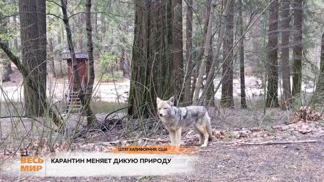 США ДИКИЕ ЖИВОТНЫЕ ОСМЕЛЕЛИ смотреть онлайн