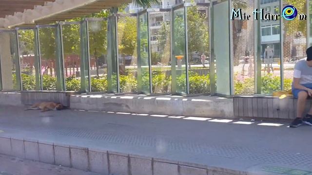 Взмылил нам цену ? Кот заходил? Найти своего мастера - чудо! Медовый абрикос? Измир Турция