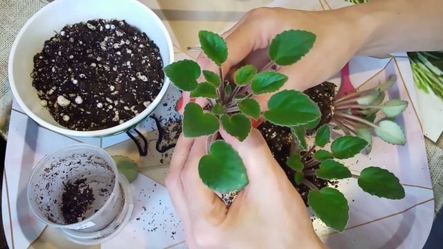 Трейлерный сорт фиалки: Литуаника! Как вырастить пышный вечно цветущий кустик? смотреть онлайн