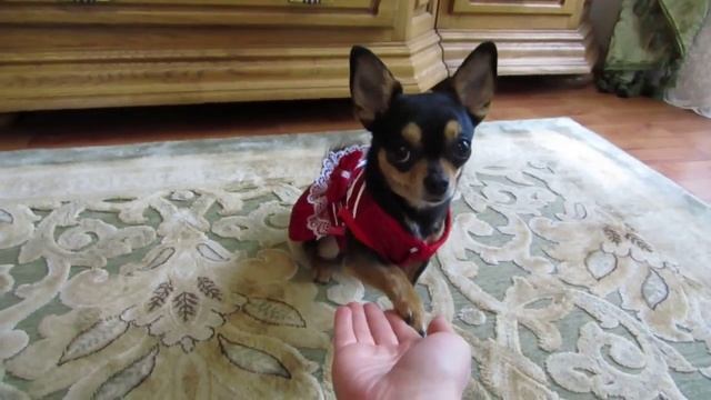 Умная собака чихуа-хуа! Дрессировка смотреть онлайн