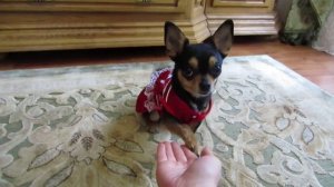 Умная собака чихуа-хуа! Дрессировка