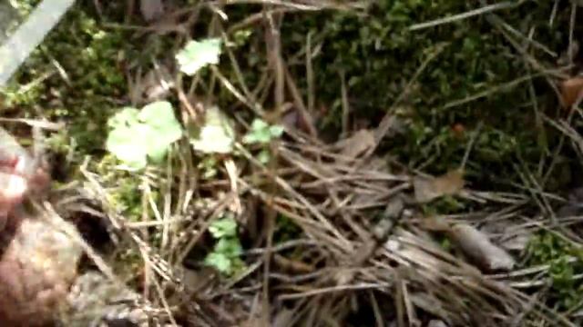 Сбор белых грибов 18 июня 2016 года Украина смотреть онлайн