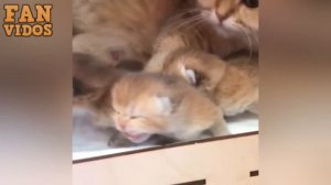 милые прикольные котики