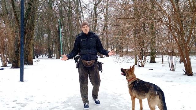 ДРЕССИРОВКА НЕМЕЦКОЙ ОВЧАРКИ КАК ДРЕССИРОВАТЬ НЕМЕЦКУЮ ОВЧАРКУ ПОРОДА НЕМЕЦКАЯ ОВЧАРКА смотреть онлайн