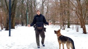 ДРЕССИРОВКА НЕМЕЦКОЙ  ОВЧАРКИ КАК ДРЕССИРОВАТЬ НЕМЕЦКУЮ ОВЧАРКУ ПОРОДА НЕМЕЦКАЯ ОВЧАРКА