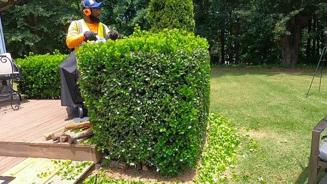 Testing out the EGo hedge trimmer part One смотреть онлайн