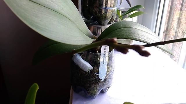 Мучительно ли? Тяжело? орхидеи 🌼🌷🌼🌼🌷🌼🤗 #orchid #phalaenopsis смотреть онлайн