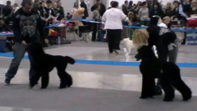 Евразия-2 2010 Большие пудели юниоры (кобели) смотреть онлайн