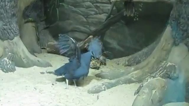 голубой голубь