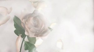 Футаж фон белая роза
