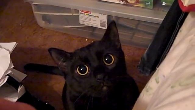 My Evil Crazy Cat смотреть онлайн