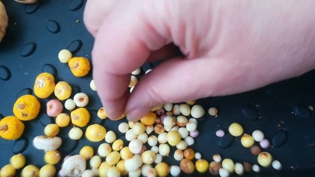 ОСМАТРИВАЮ И ЧИЩУ СВОИ ГЛАДИОЛУСЫ смотреть онлайн