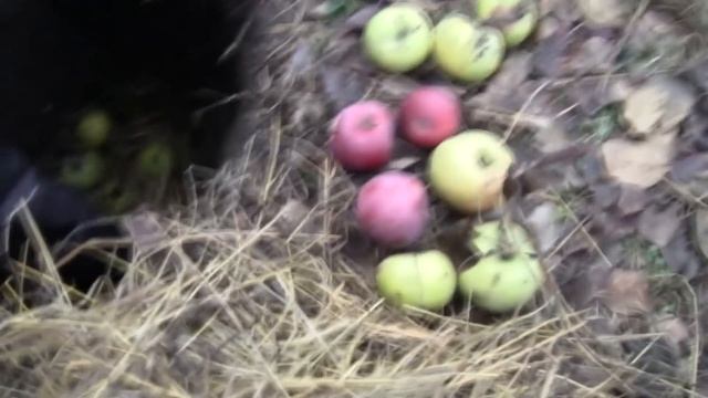 Яблоки. apple. Как Правильно Сохранить Яблоки в Домашних Условиях на Зиму. смотреть онлайн