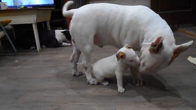 Семья) смотреть онлайн