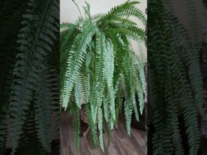 Уход за папоротником