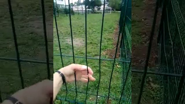 Забор конкурентов. Почему нужно покупать секционные заборы у Сваивлада? смотреть онлайн