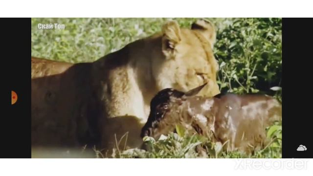 как у хищницы сработал материнский инстинкт смотреть онлайн