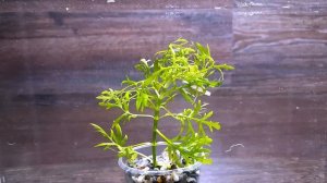 10 САМЫХ ПРОСТЫХ АКВАРИУМНЫХ РАСТЕНИЙ ДЛЯ НОВИЧКОВ