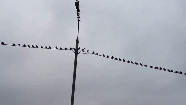 В парке голуби на проводах смотреть онлайн