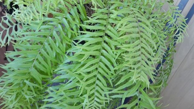 Папоротник для тени — Нефролепис Falcata Furcans compact form смотреть онлайн