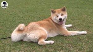 ✔ Акита-ину – древняя самобытная порода собак родом из Японии