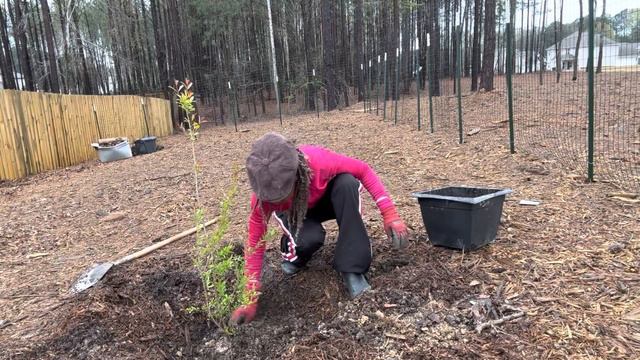 Growing Salavatski (Russian) Pomegranate | Gardening Mindfully смотреть онлайн