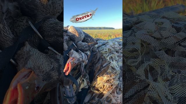 Импала плюс Impala Plus смотреть онлайн