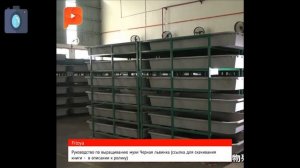 Выращивание мухи Черный солдат. Черная львинка в умелых руках китайцев.  Вы сможете лучше!