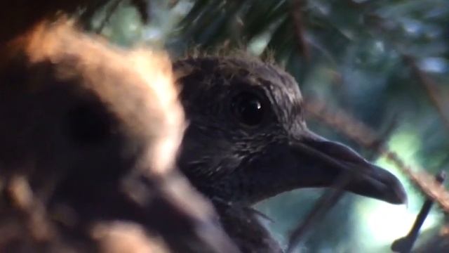 Птенцы голубей|Как выглядят птенцы голубей смотреть онлайн