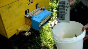 Сбор пыльцы. Не все так просто.