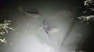 Рыбалка в Дагестане Ночная Съёмка Рыба Приплыла На Свет