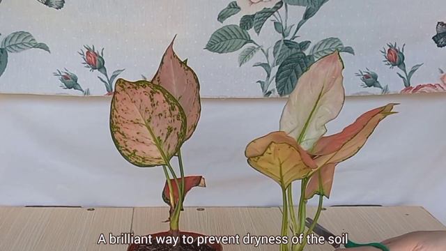 Unboxing And Plant Review From Shopee| Aglaonema #leafymelody #aglaonema #plantunboxing #shopee