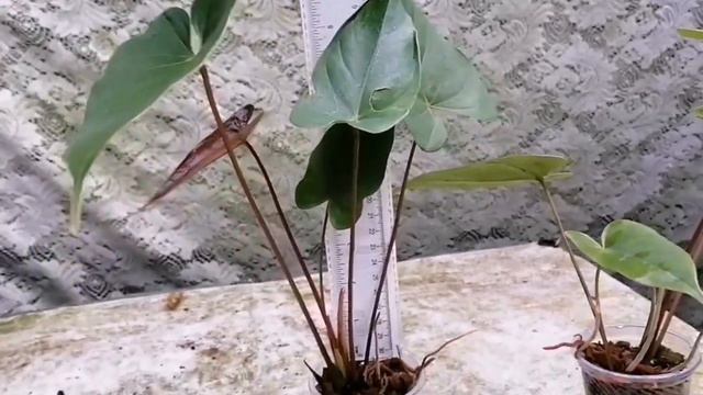 ♦️sold♦️Safari Medium Size  Without Flowers කඳ පැළ#anthurium #plants #forsale #srilanka