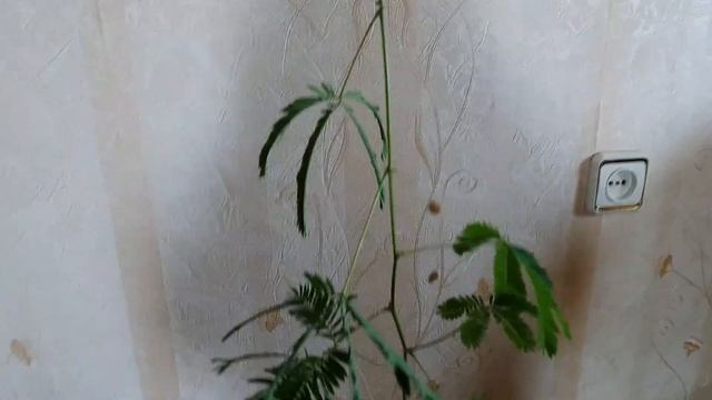 Мимоза недотрога видео смотреть онлайн