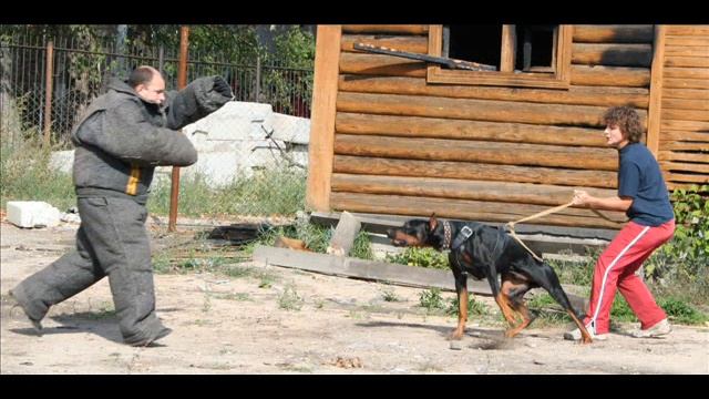 Aggressive Dobermann Злые доберманы