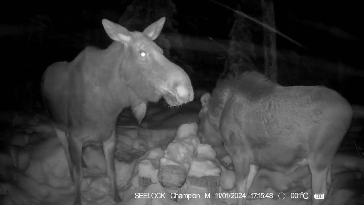 Фотоловушка SEELOCK S308W #8 / Солонец №5 Снегопад смотреть онлайн