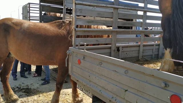 Чечня Лошади базар в Урус-мартане 28.04.2019 часть 2 смотреть онлайн