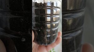 закаляем рассаду томаты перцы баклажаны