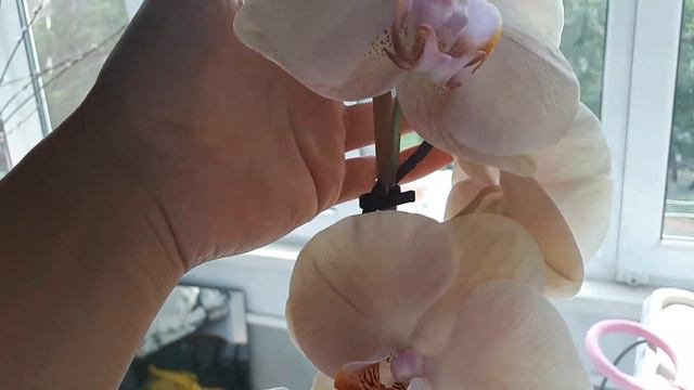 Мы вернулись домой! Ура! Краткий обзор моих красоток🤩🤩🤩🌺🌺🌺 смотреть онлайн