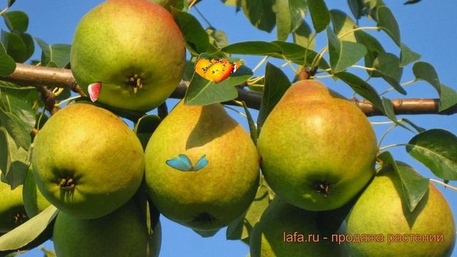 Груша плодовая Любимица Яковлева ? обзор: как сажать, саженцы груши Любимица Яковлева смотреть онлайн