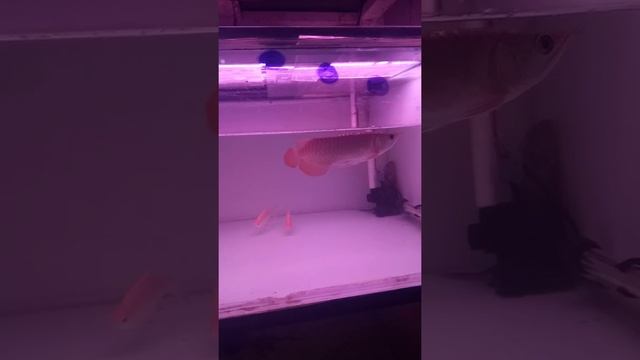 Super king size 18 смотреть онлайн