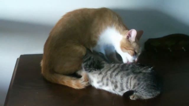 Momma cat cleans kittens смотреть онлайн
